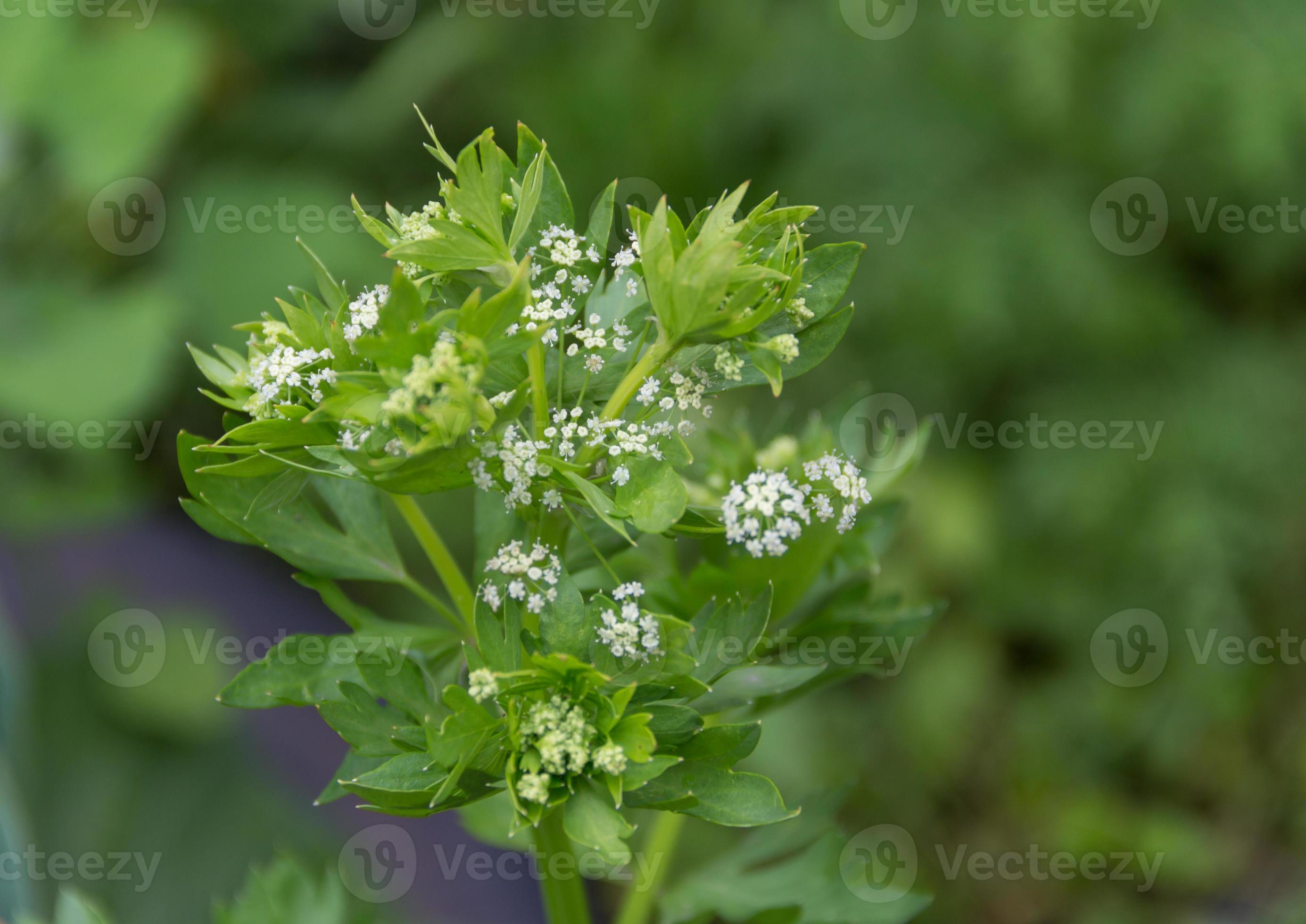 small white flowers of the celery in the garden in spring 22352059