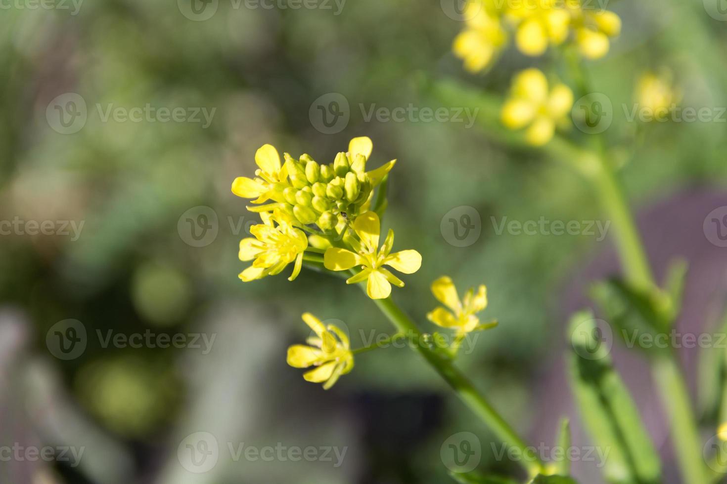 amarillo colza flores en primavera foto