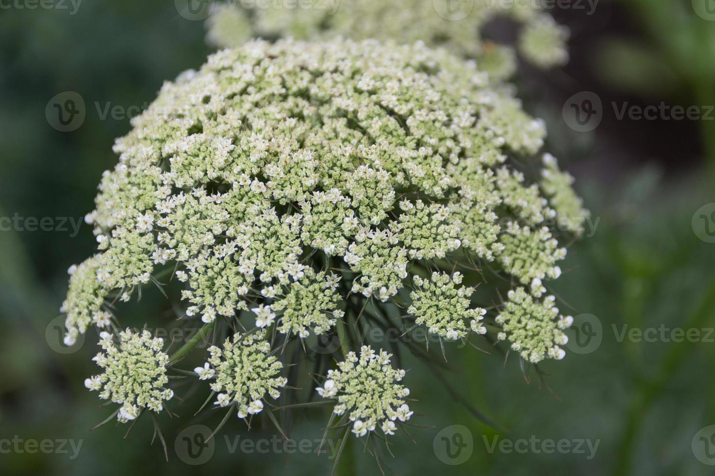 the flowered carrots in the family garden photo