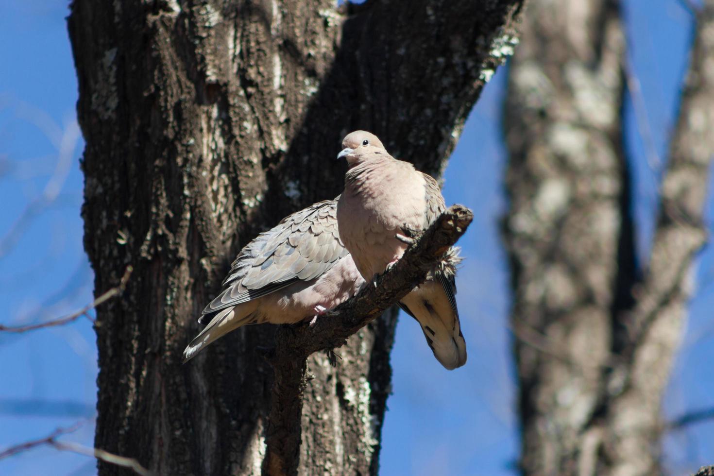 a couple of pigeons perched on the tree branch photo