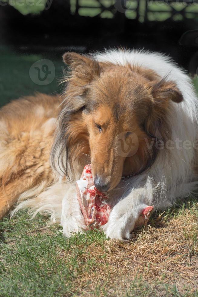 portrait of golden collie dog with a bone with raw meat carrying barf diet photo