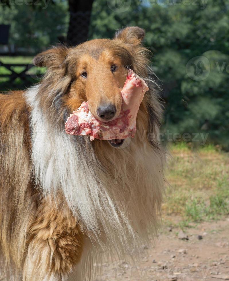 portrait of golden collie dog with a bone with raw meat carrying barf diet photo