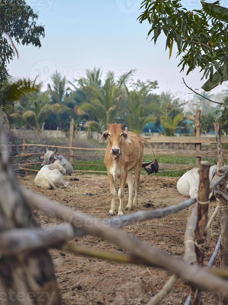 vacas granja en tailandia, Sureste Asia. foto