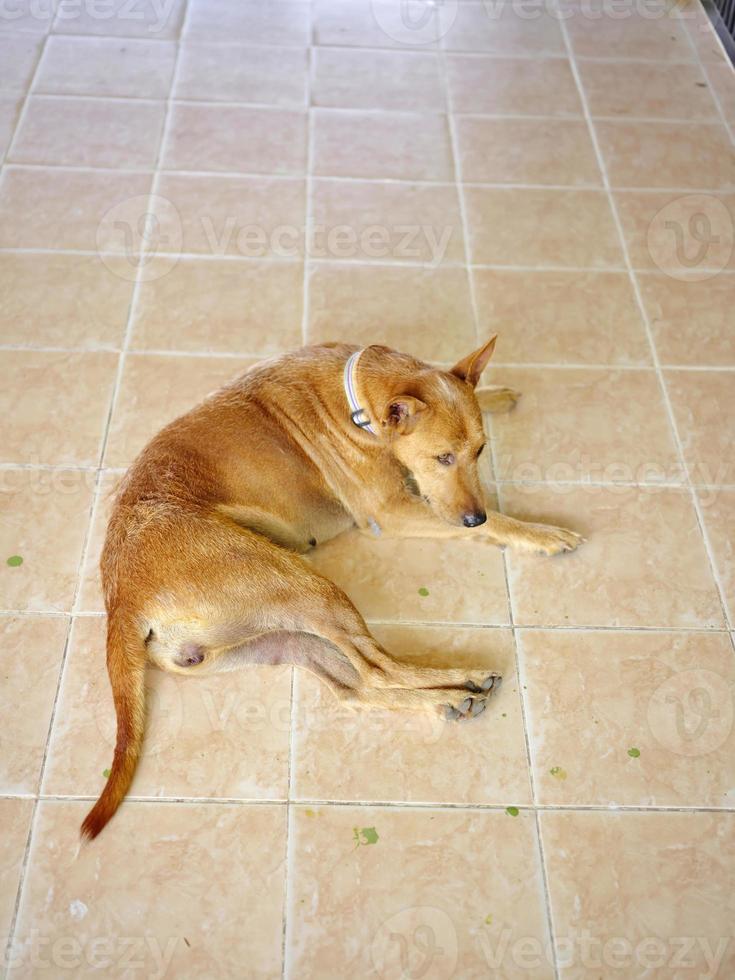 Dog relaxing on the ground . photo