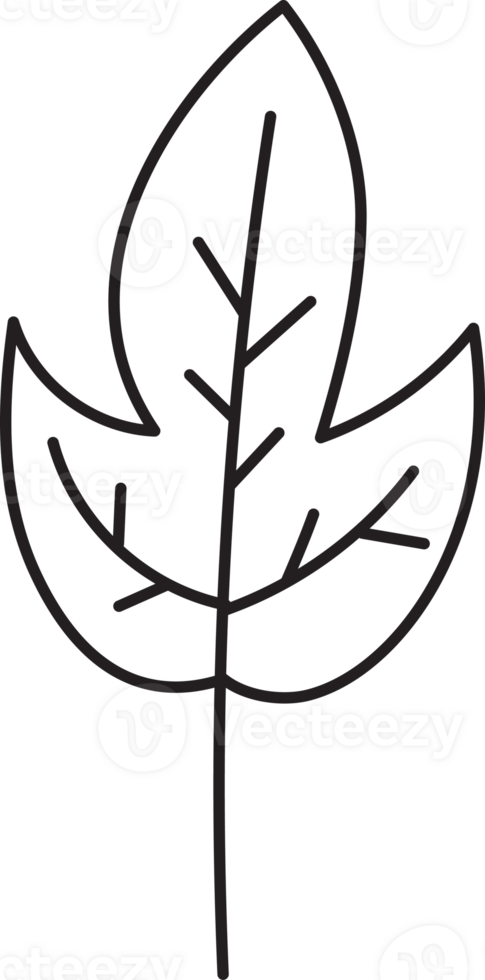 Leaf drawing isolated png