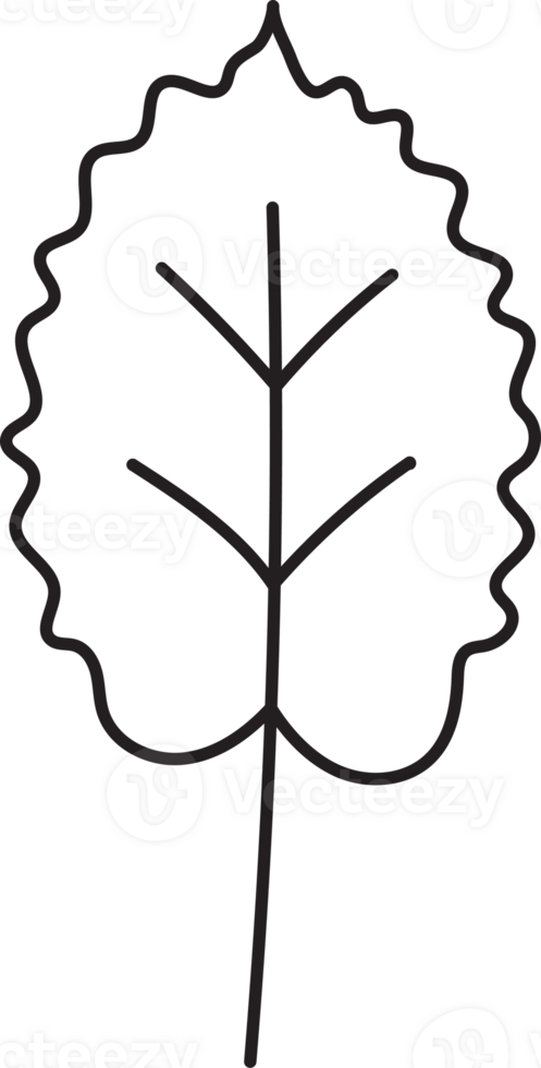 Leaf drawing isolated png