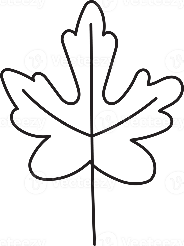 Leaf drawing isolated png