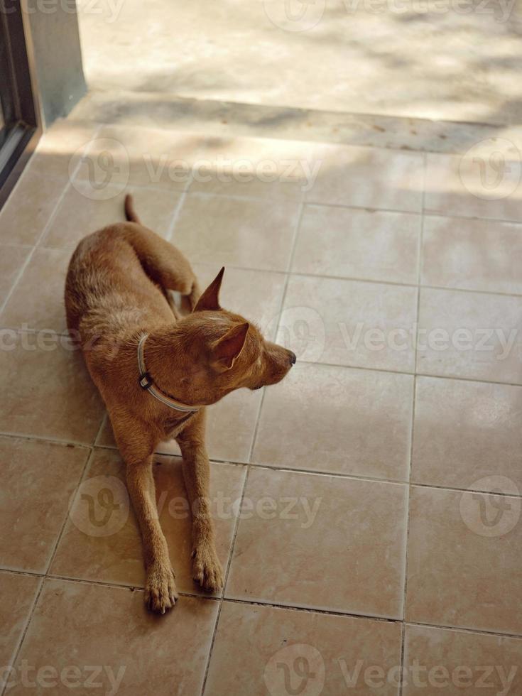 Dog relaxing on the ground . photo