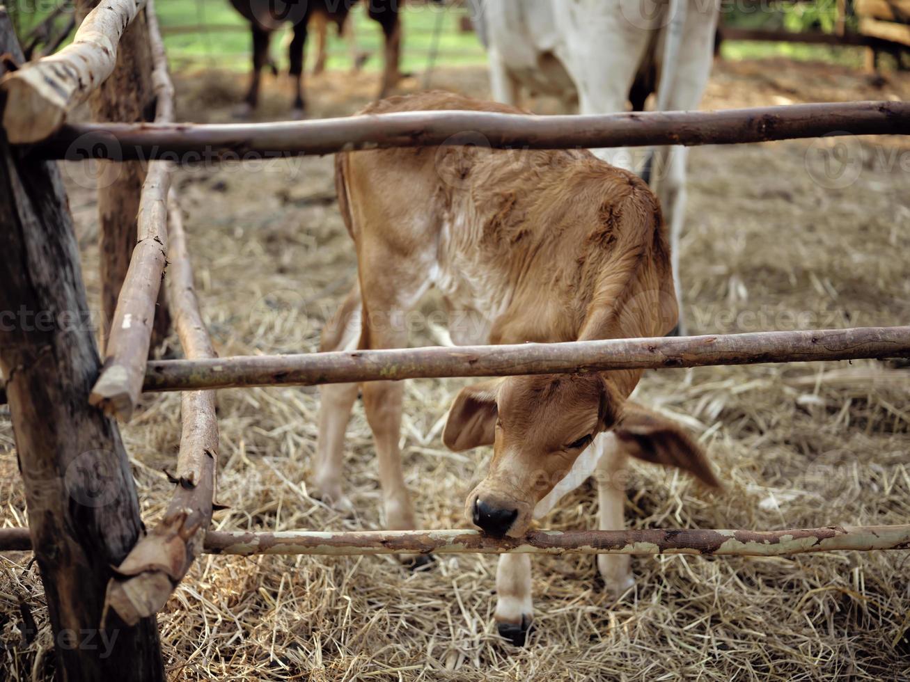 Thai cows in the early morning of the Thai countryside. photo