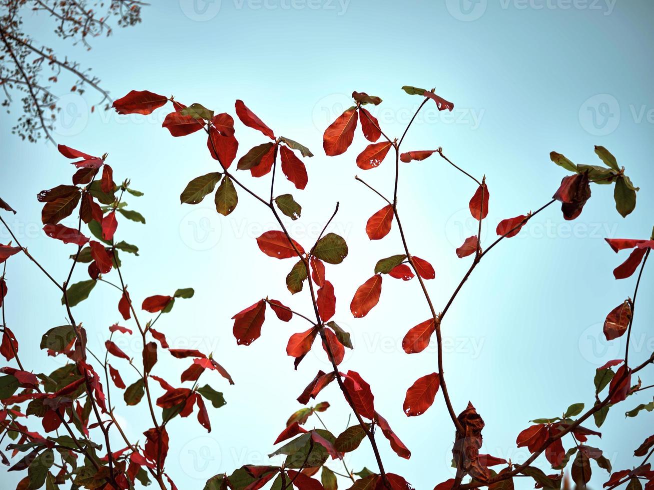 Malabar tree The leaves begin to turn red in the fall. photo