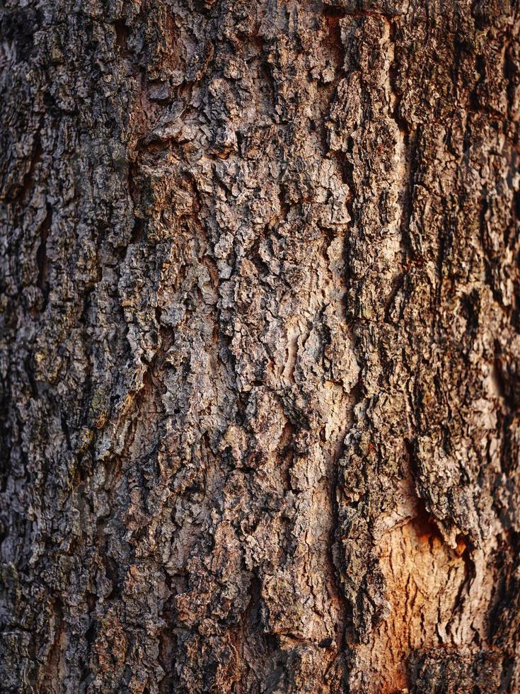 Bark of a big tree in the forest background photo