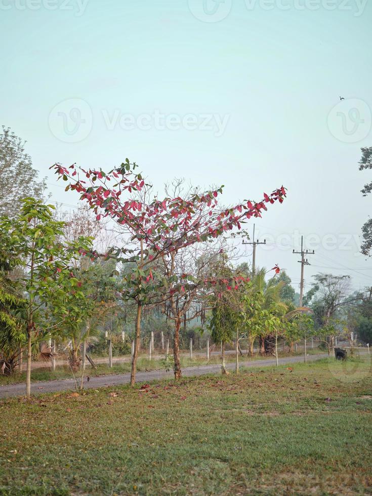 Malabar tree The leaves begin to turn red in the fall. photo