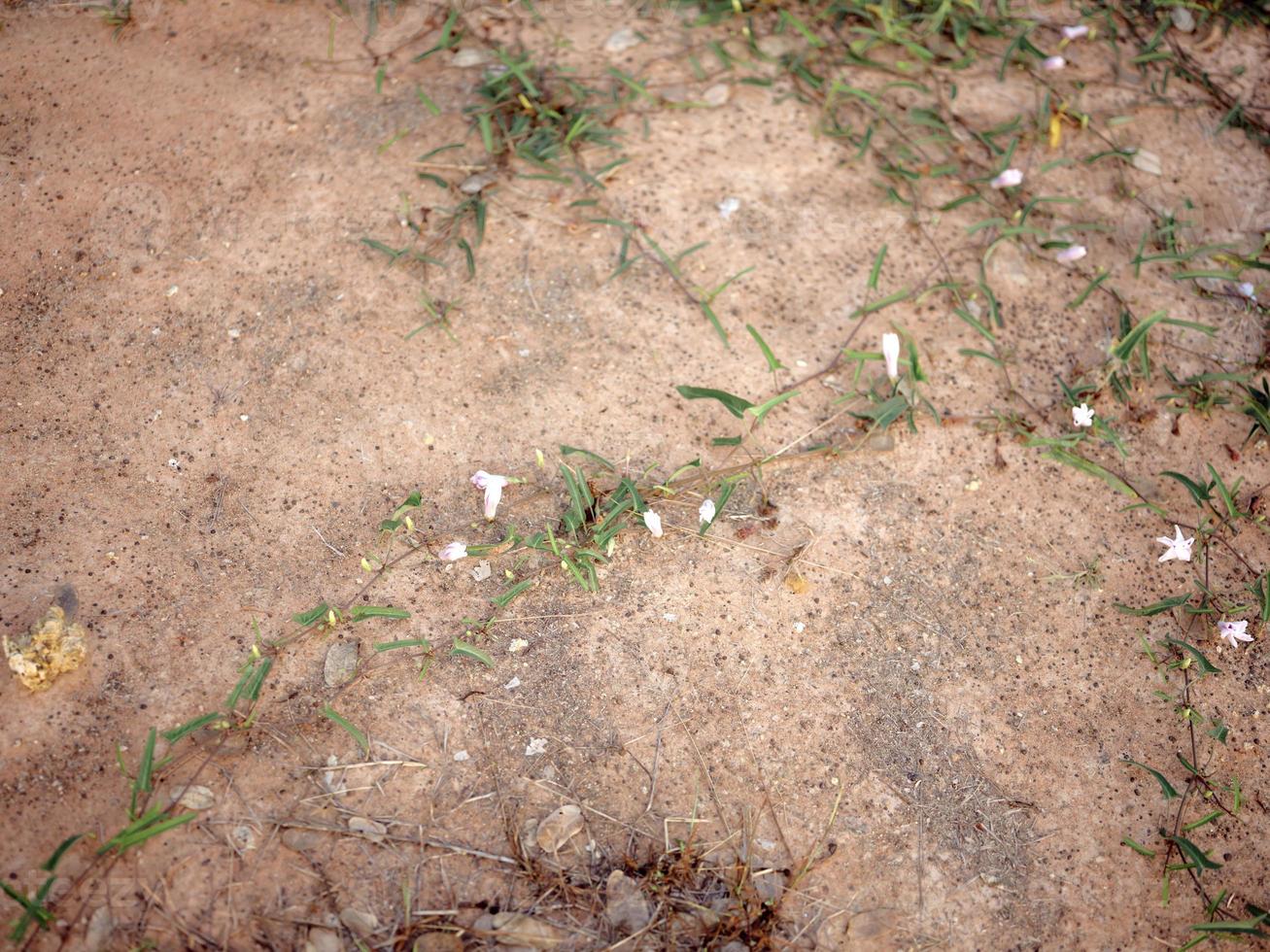 Swamp cabbage Kale vegetables in the floor. NATURE BACKGROUND photo