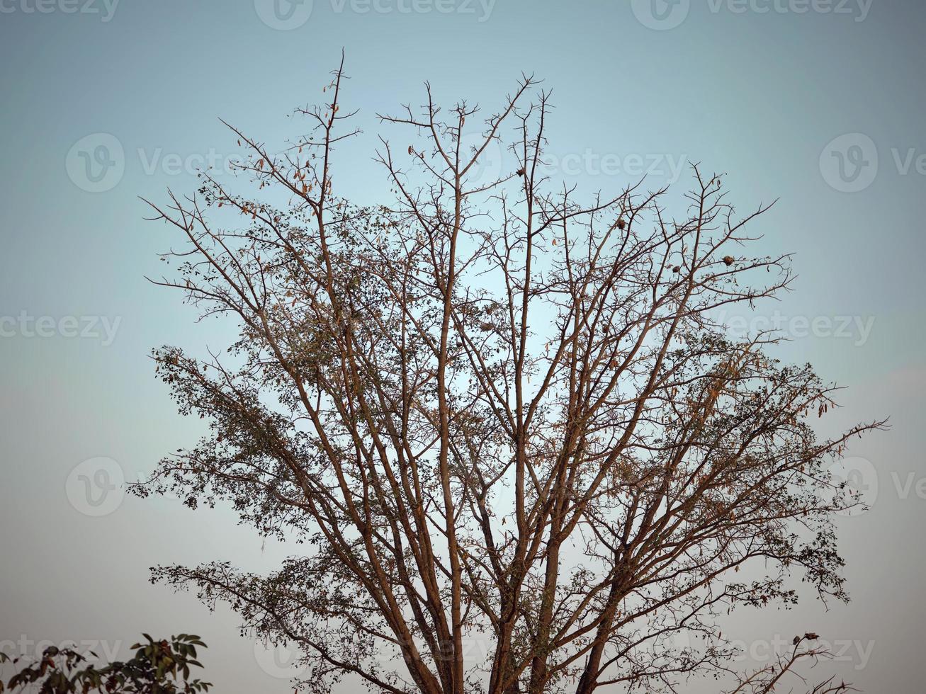 tropical bosque con luz de sol. naturaleza antecedentes foto