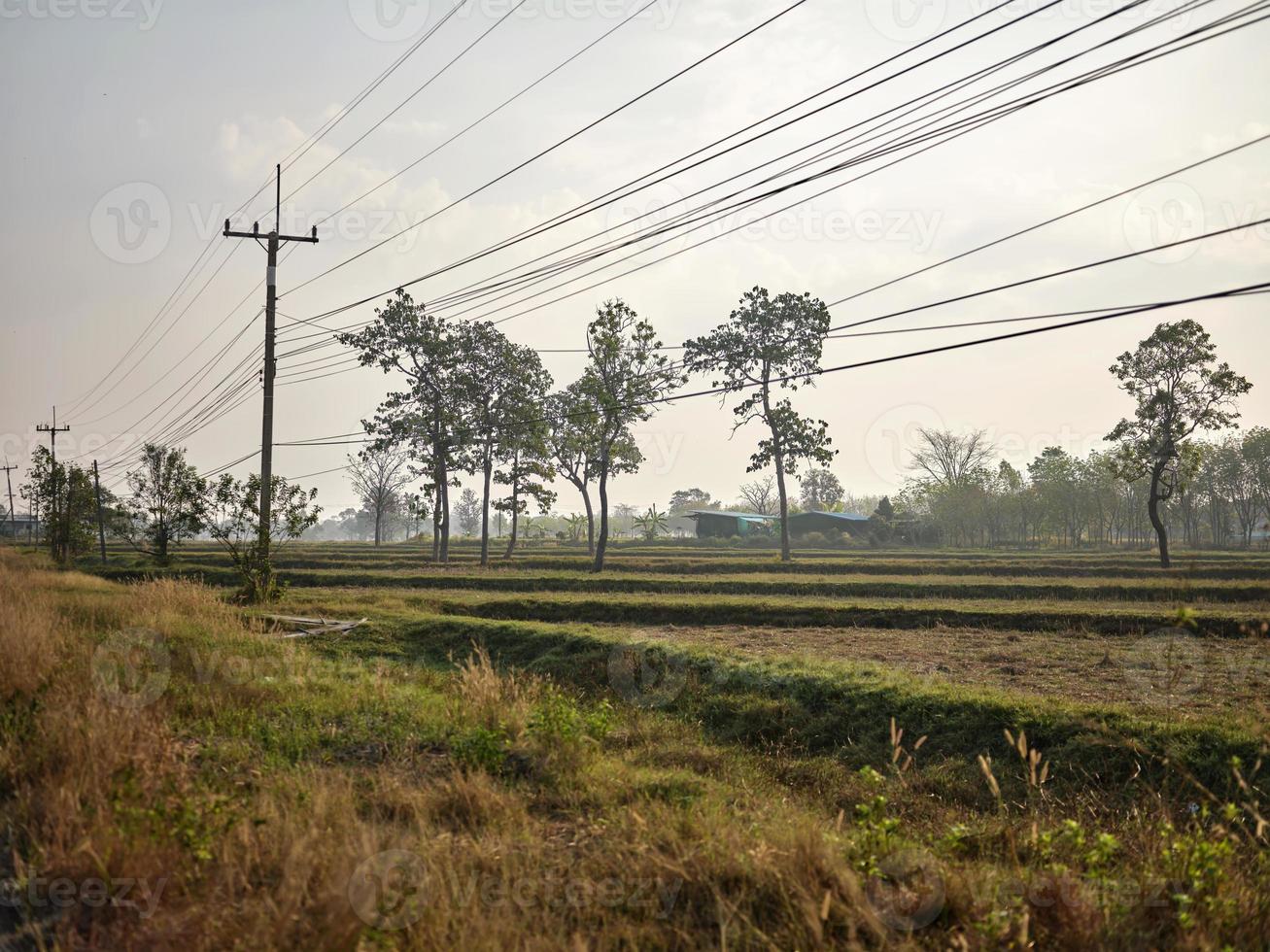 Beautiful rice field with and big tree landscape, photo