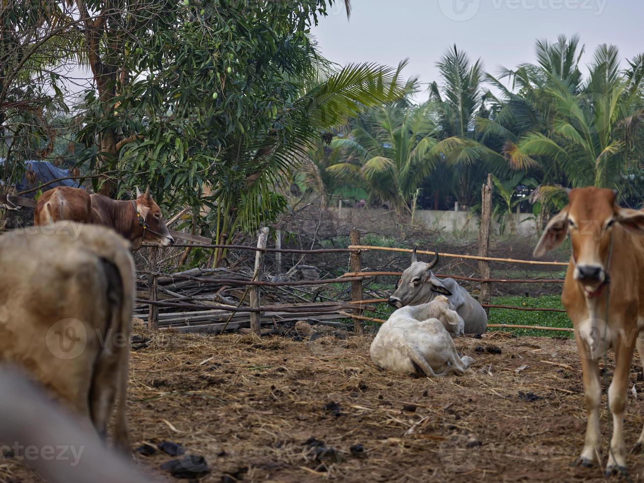 vacas granja en tailandia, Sureste Asia. foto