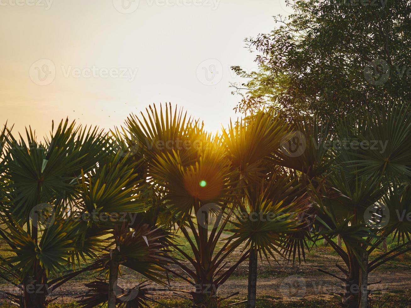 The Golden light.Golden sky in THAILAND countryside background . photo