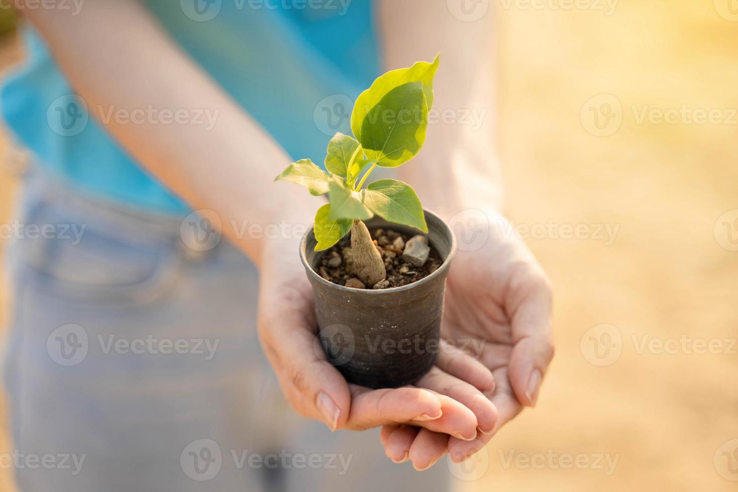 Environment Earth Day In the hands of trees growing seedlings. Female hand holding tree on the beach Forest conservation concept photo