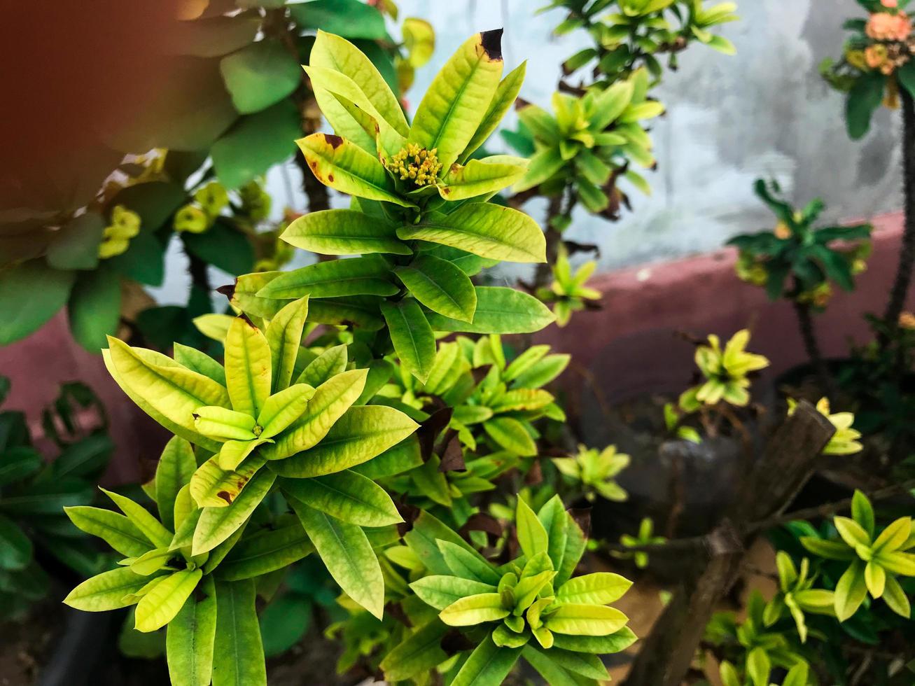 A beautiful pimenta racemosa in my garden at front of my house. photo