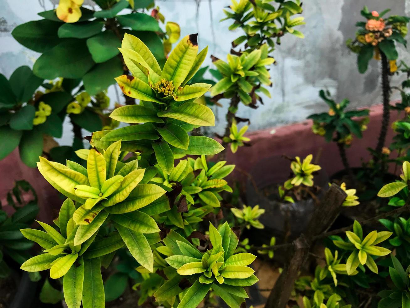 A beautiful pimenta racemosa in my garden at front of my house. photo