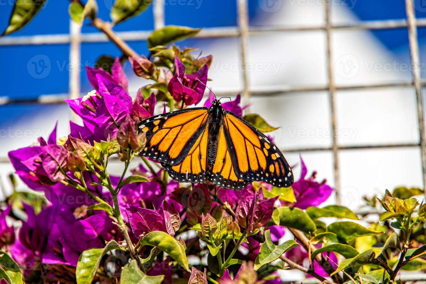 colorful butterfly on purple flowers on a summer sunny day outdoors in close-up photo