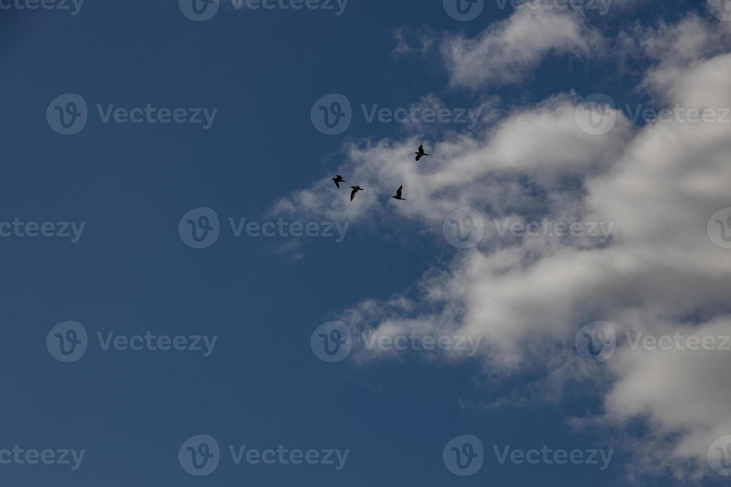 blue sky background with white clouds on a warm summer day photo