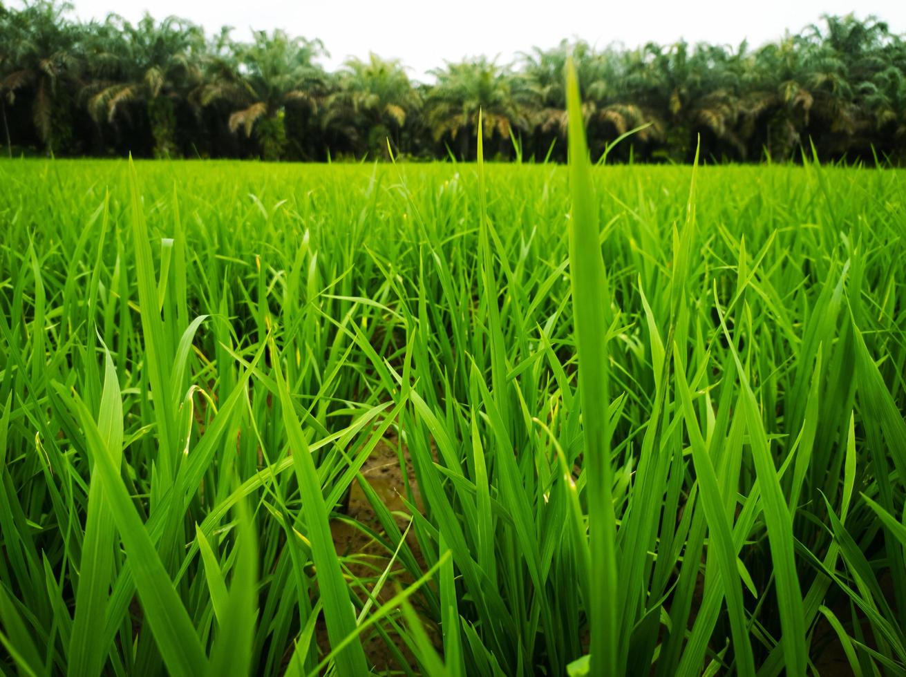 paddy rice in field with aesthetic appearance photo