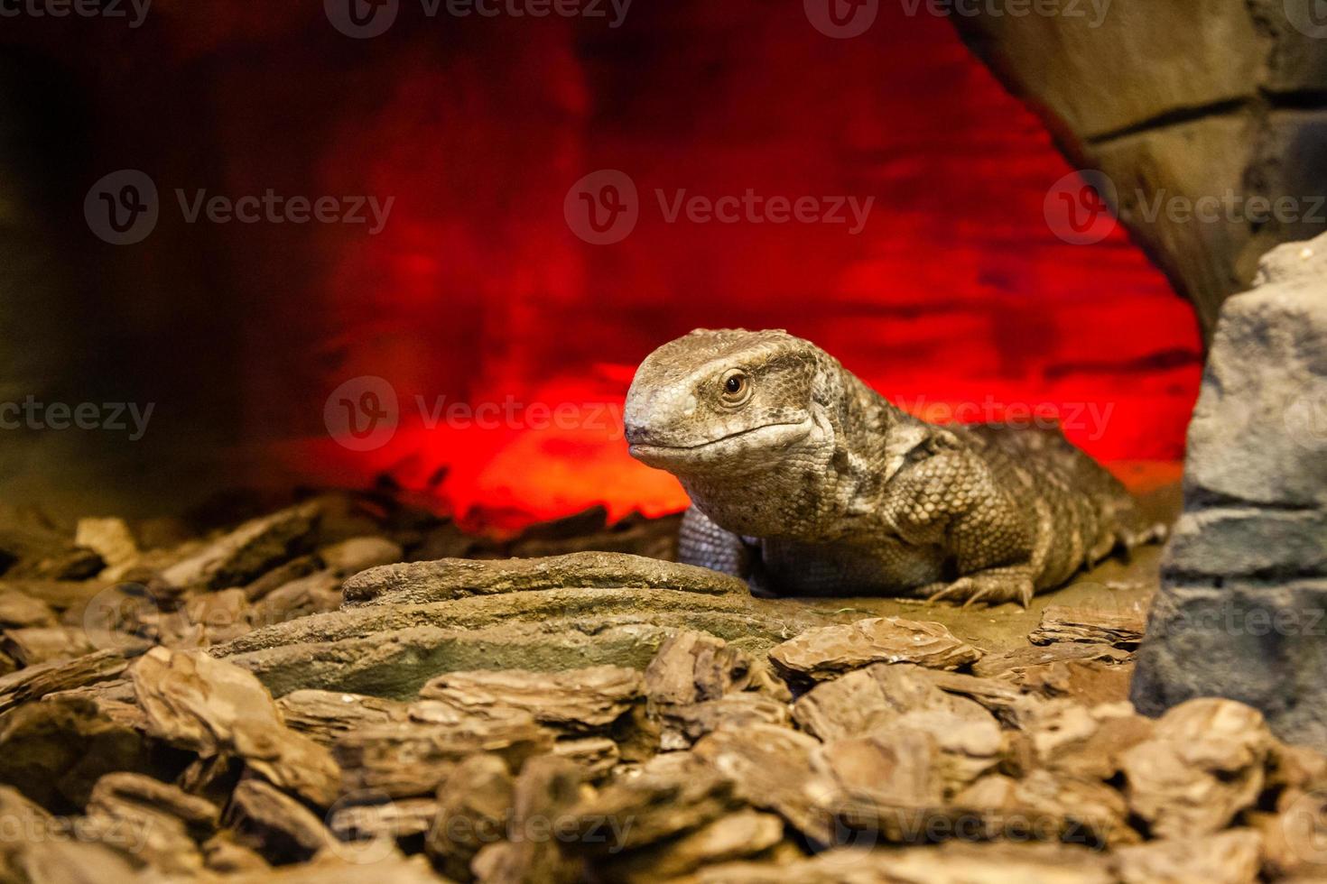 lagarto en primer plano de piedra foto