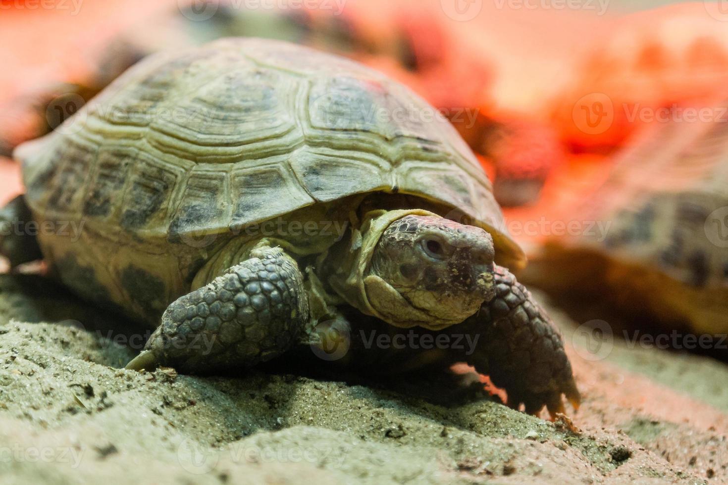 Turtle walking on sand photo