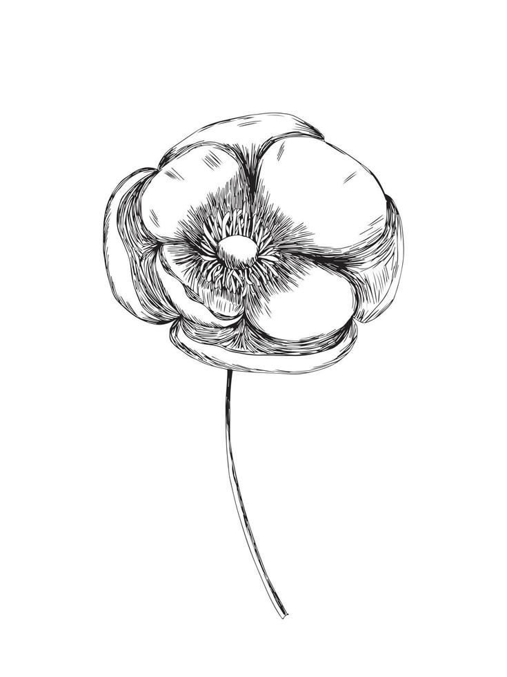 Vector poppy flower sketch. Hand drawn poppy sketch isolated