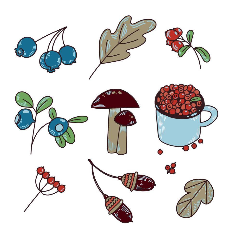 A set of vector images drawn by hand, cranberries, mushrooms, a mug with berries, acorns and blueberries, leaves on a white background. Suitable for decoration and creativity, packaging.