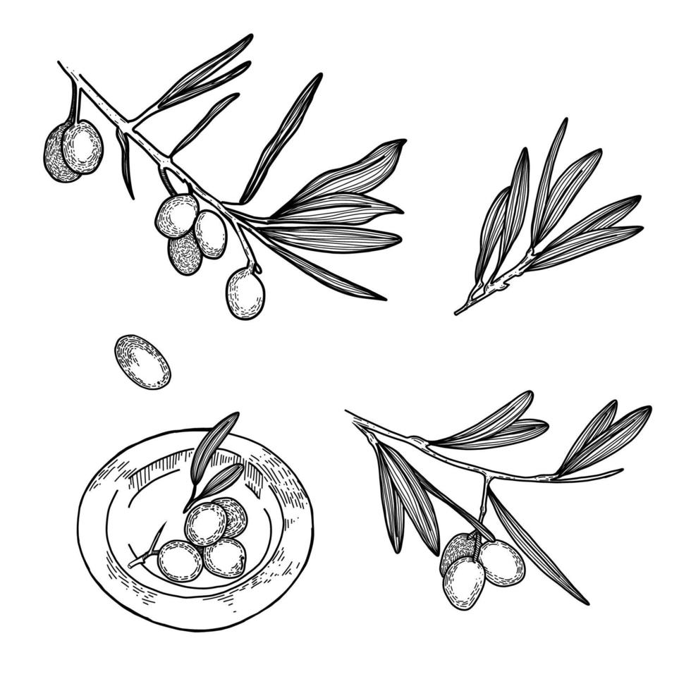 A set of vector elements, olive branches with berries, leaves, a plate with olives, olives drawn in a vector on a white background. Suitable for menu design, kitchen decoration, scrapbooking.