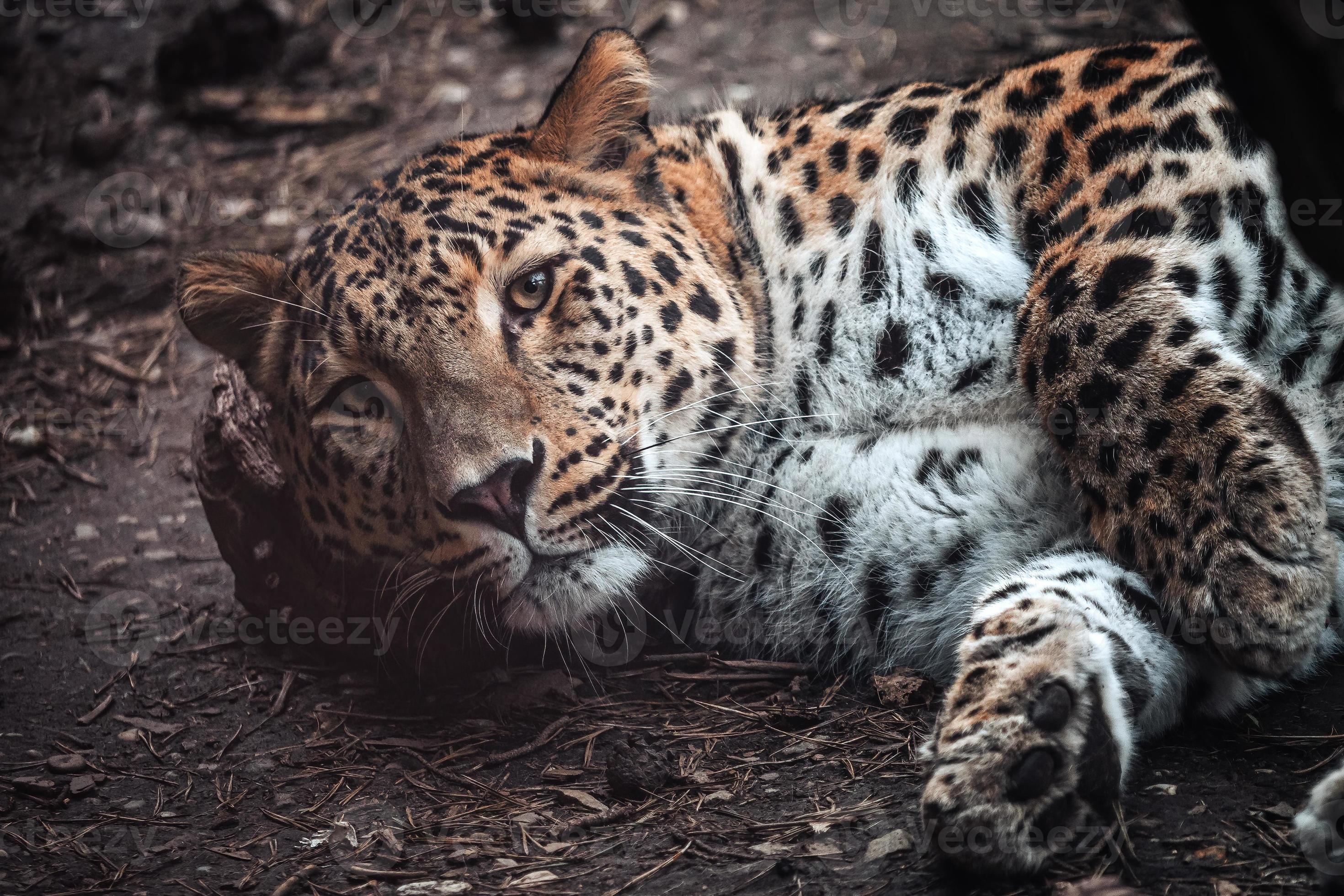 Persian leopard, Panthera pardus saxicolor 22357497 Stock Photo at Vecteezy