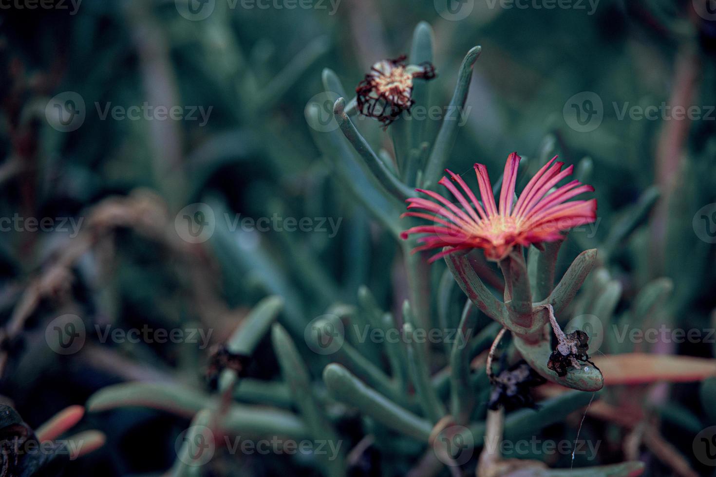 small flower warm summer day in the garden against the backdrop of green leaves photo
