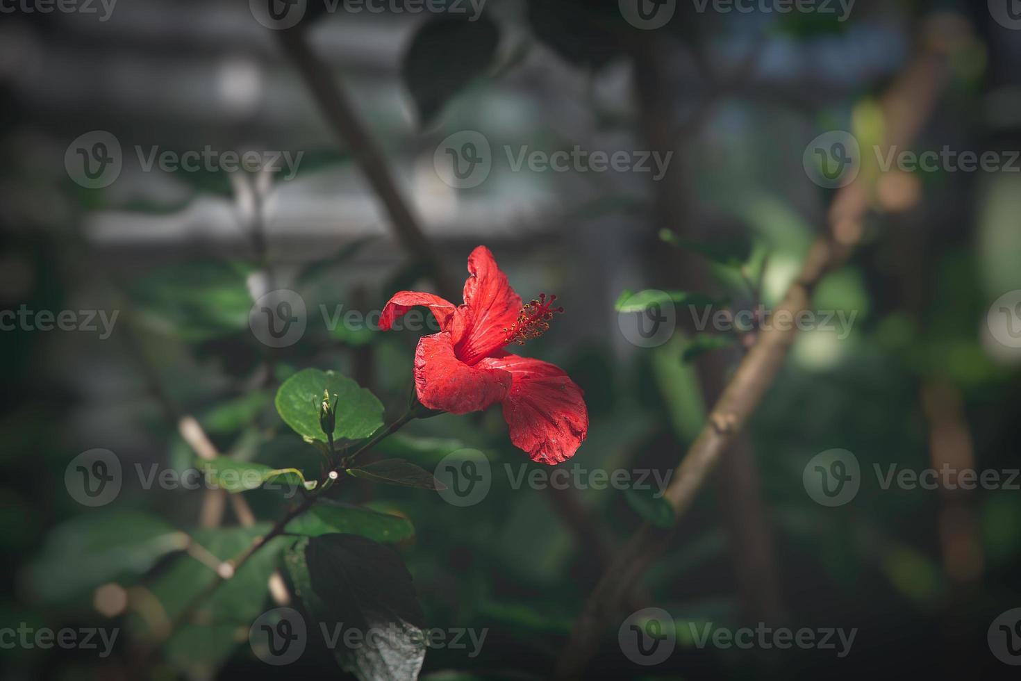 red hibiscus flower on a background of green leaves lit by a warm sun photo