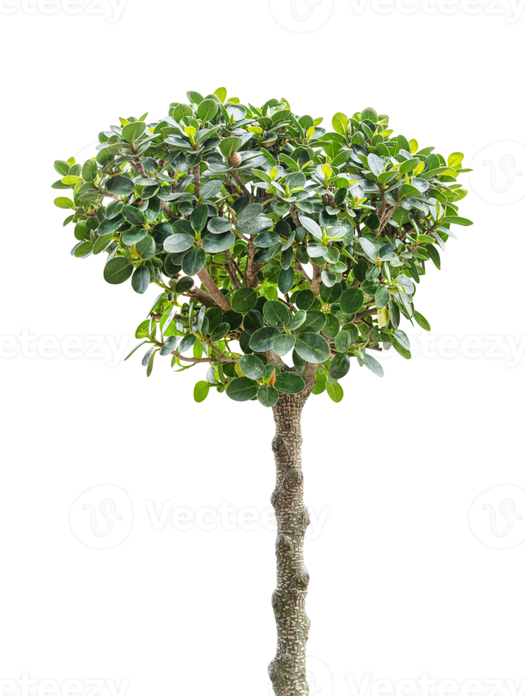 Ficus ginseng or Banyan tree png