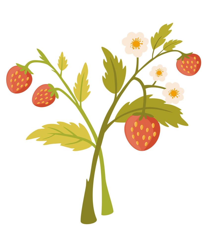 Strawberry bush with leaves and berries blossoms. Wild Forest berries. Perfect for printing, menu, restaurant, design, and web. Hand-drawn vector illustration