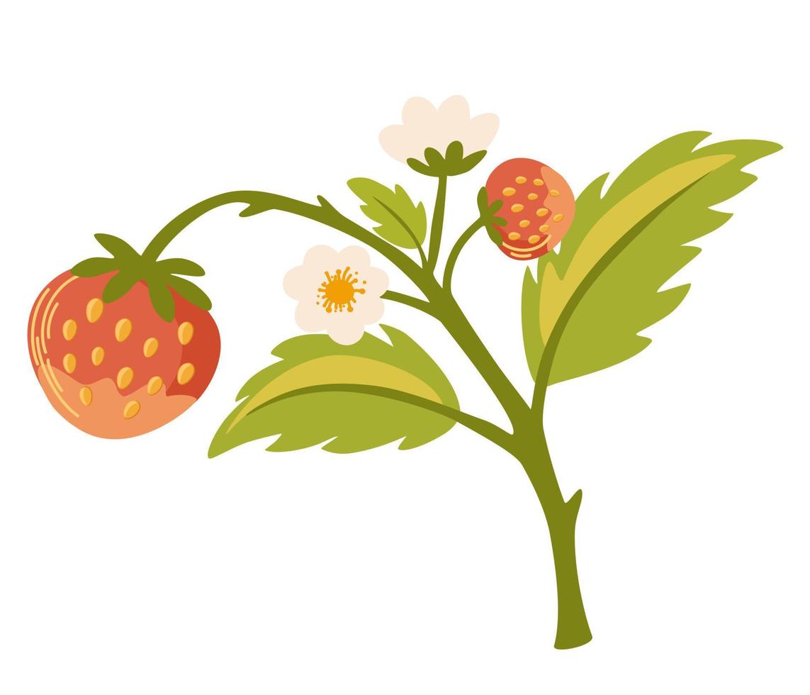 Strawberry branch. Wild Forest berries. Flowers and green leaves. Perfect for printing, menu, restaurant, design, and web. Hand-drawn vector illustration