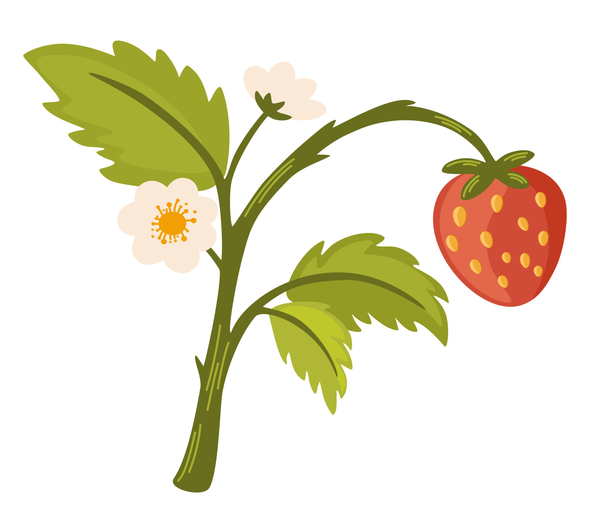 Strawberry branch. Forest berries. Strawberries flowers and green