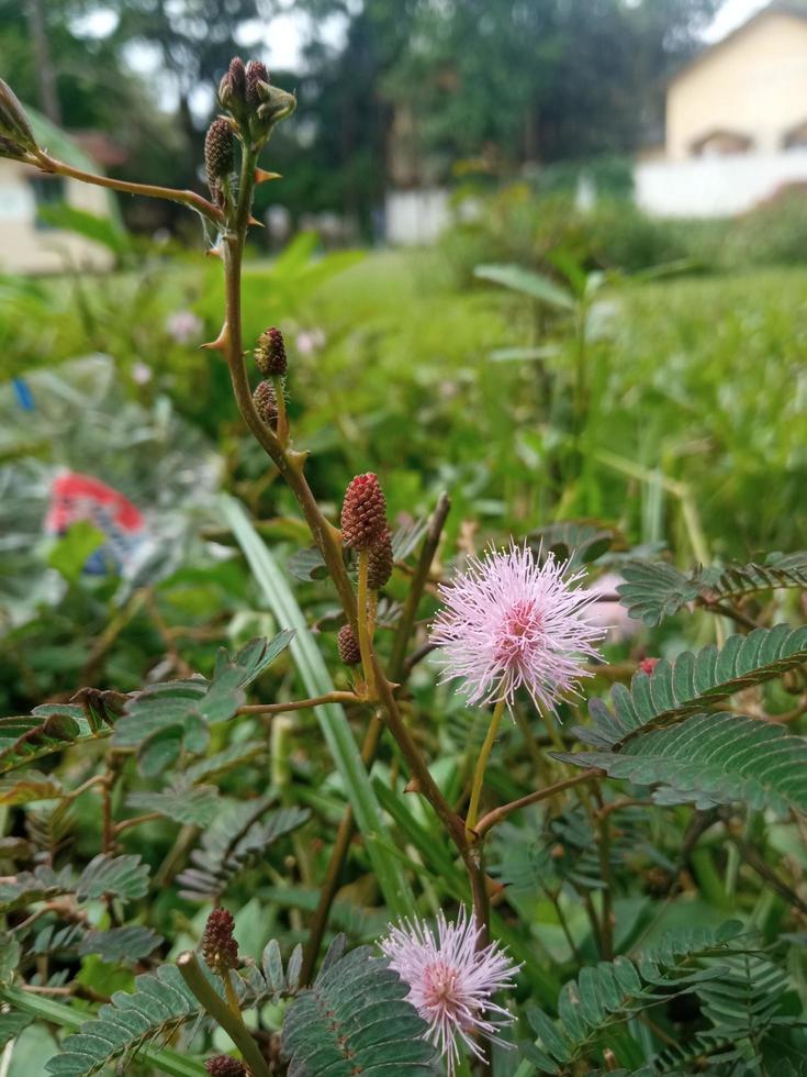 A plant with a pink flower on it, shy tree photo