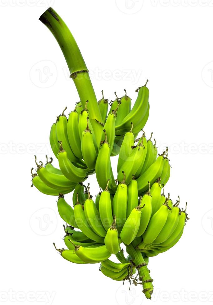 A bunch of green bananas isolated with a blank background photo