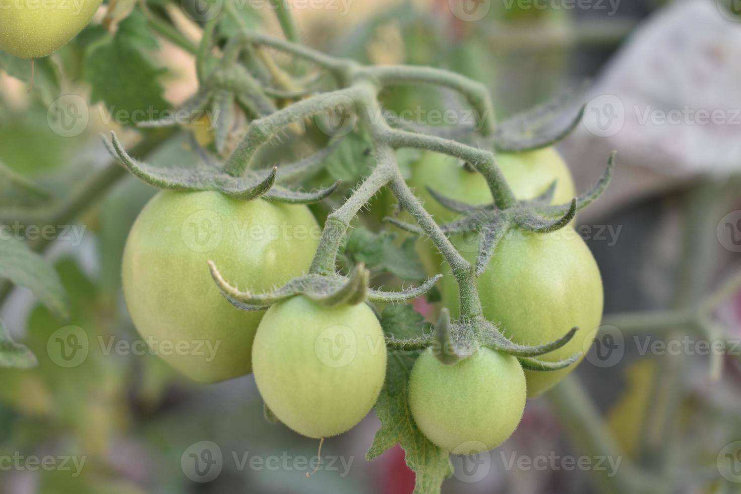 Green tomatoes on the plant photo