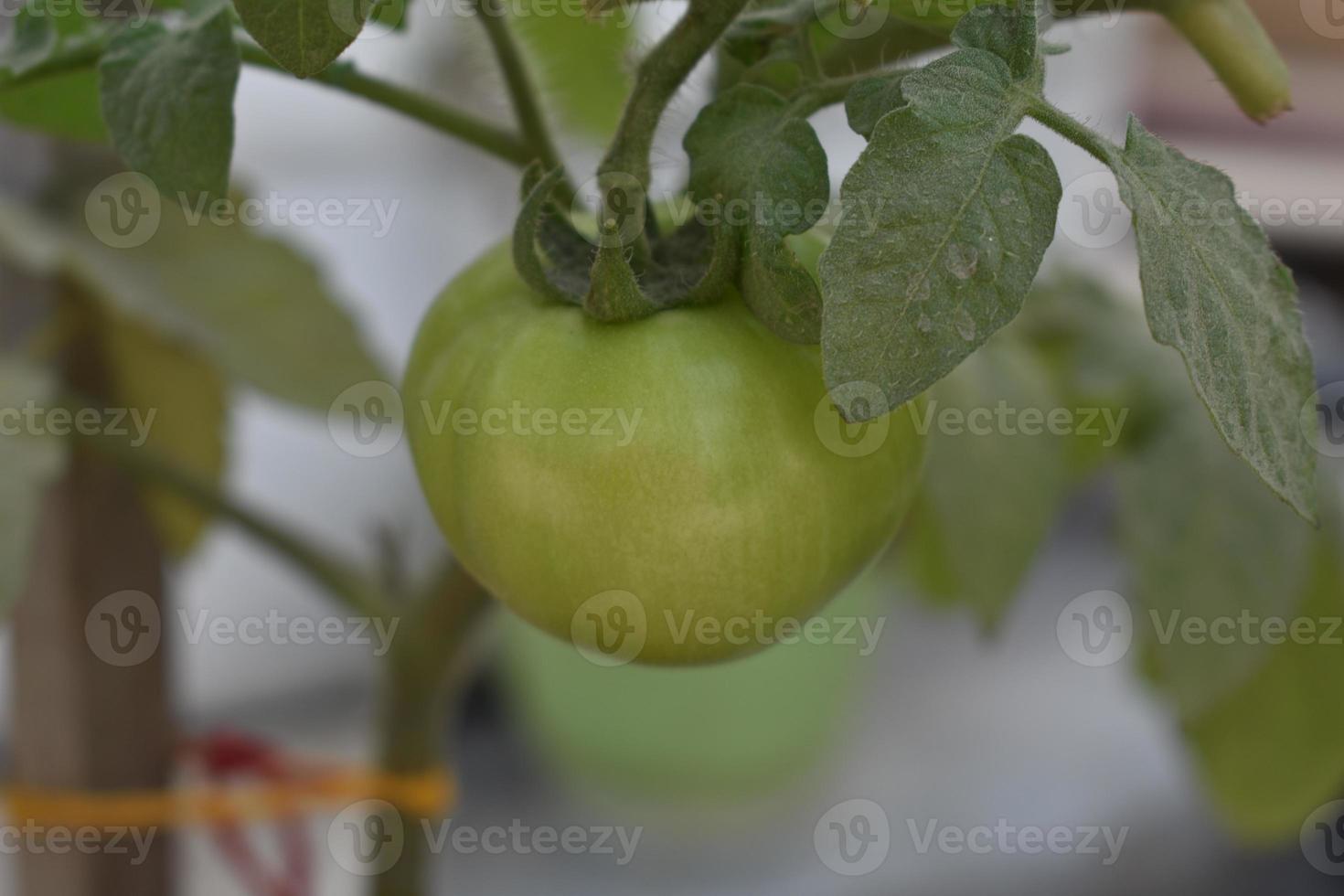 verde Tomates en el planta foto