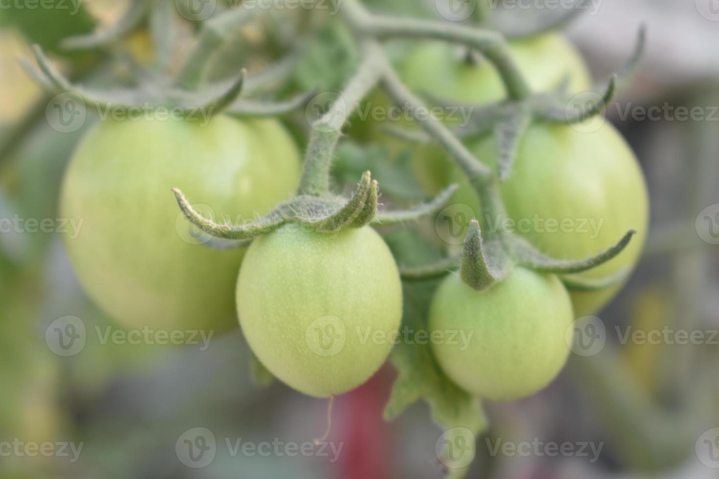 Green tomatoes on the plant photo