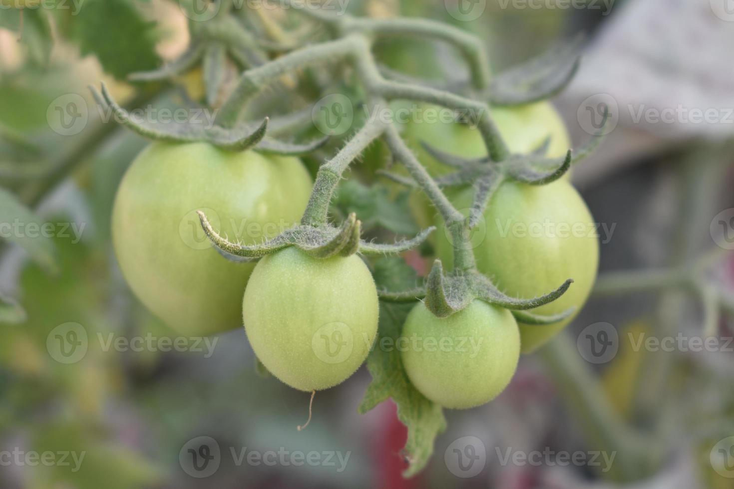 verde Tomates en el planta foto