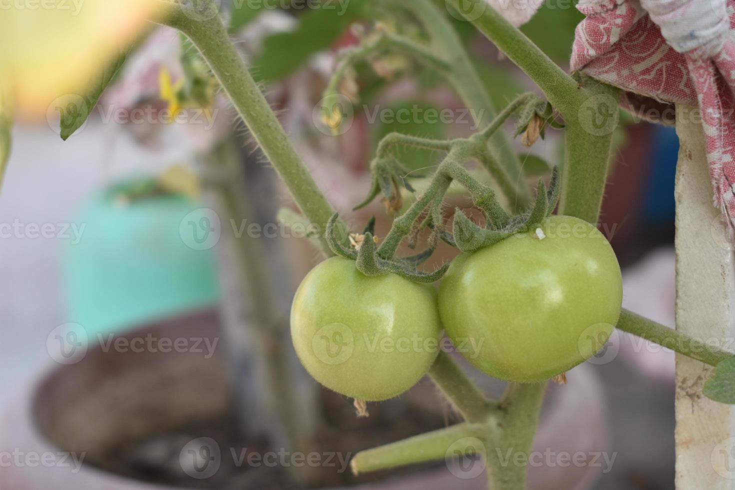 verde Tomates en el planta foto