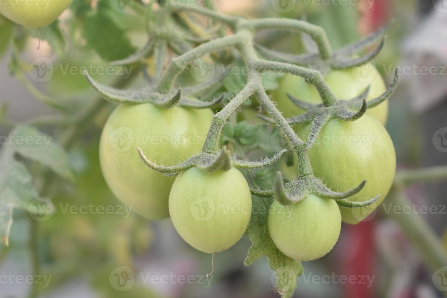 Green tomatoes on the plant photo