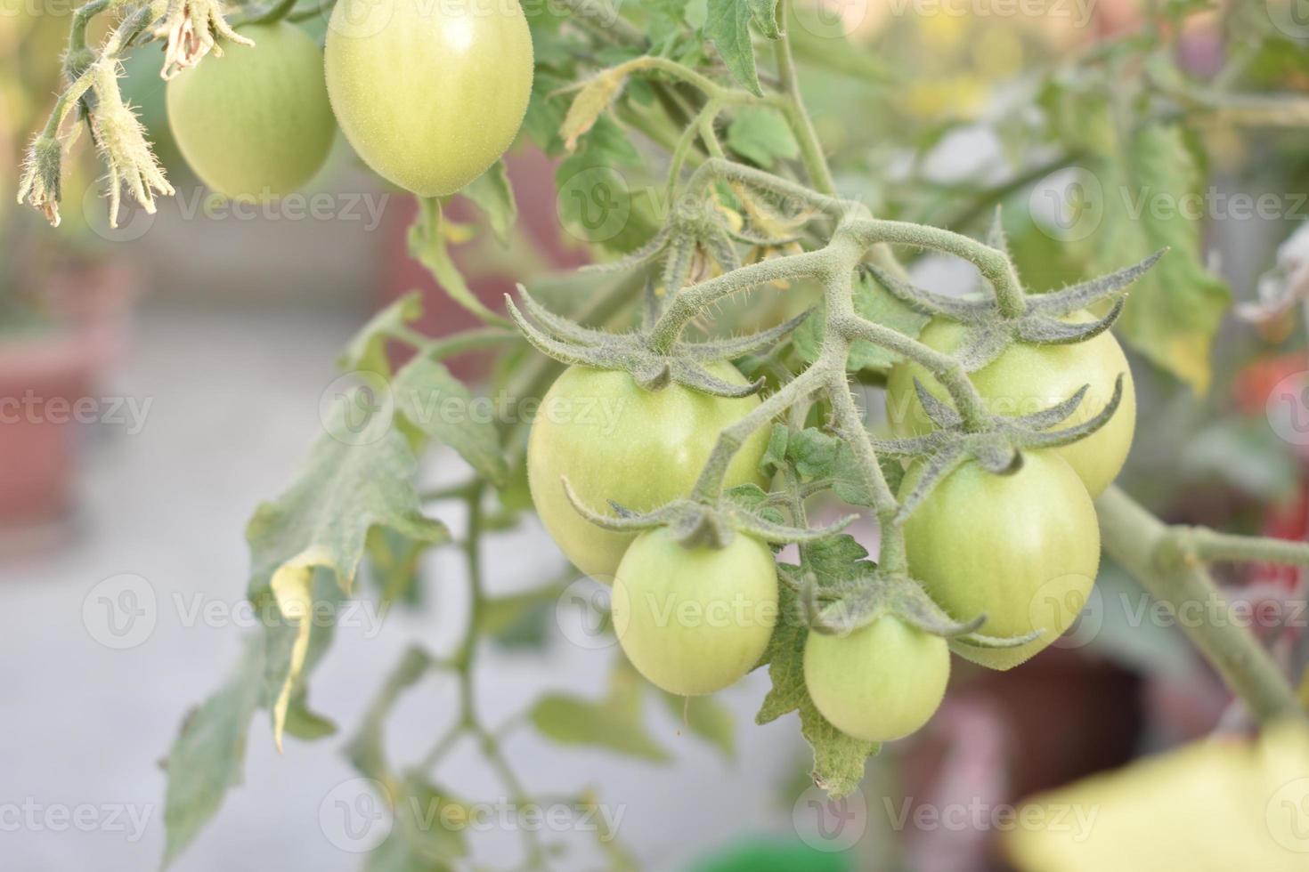 verde Tomates en el planta foto