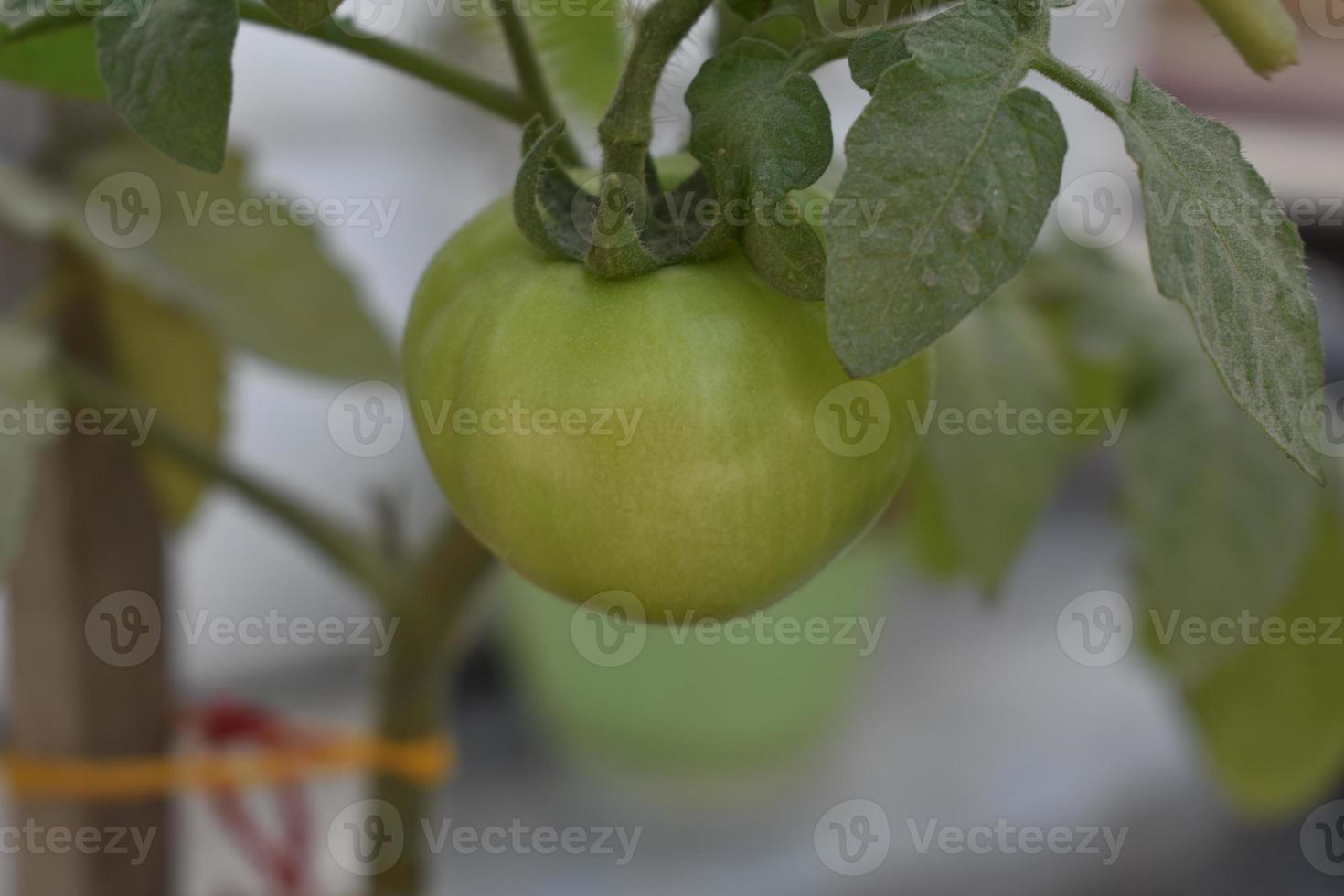 verde Tomates en el planta foto