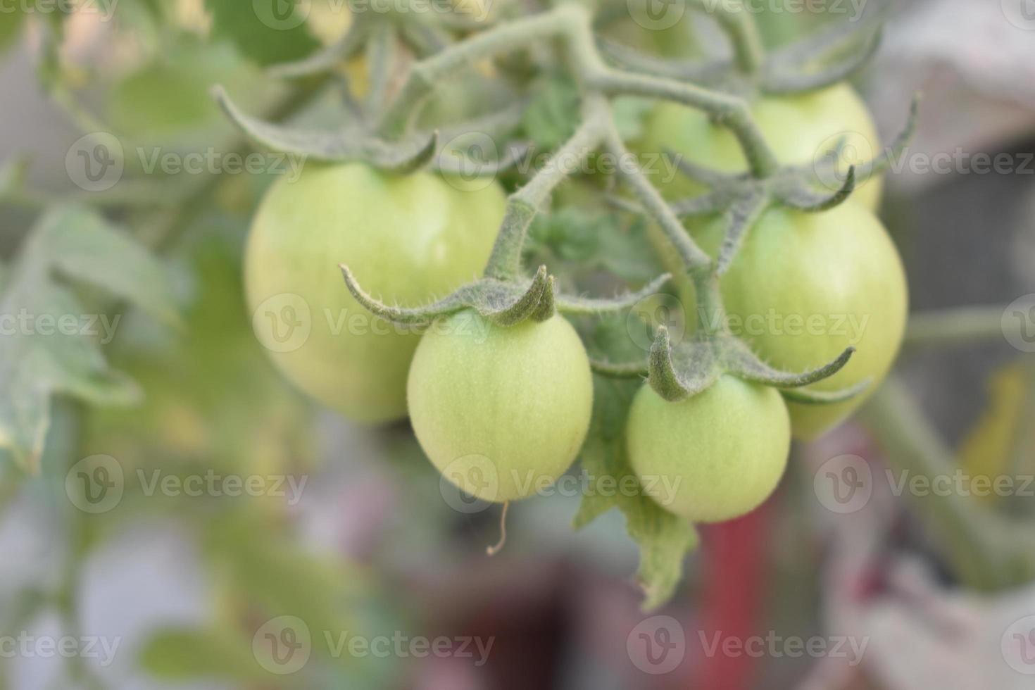 verde Tomates en el planta foto